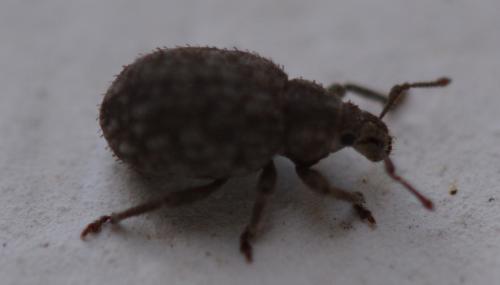 Réf. 339 580 : Romualdius sp.